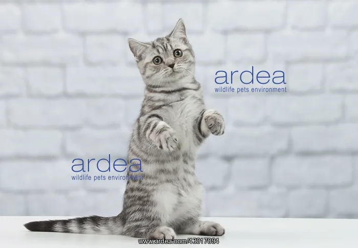 : Cat British Shorthair 5 month old kitten : Cat British Shorthair 5 month old kitten