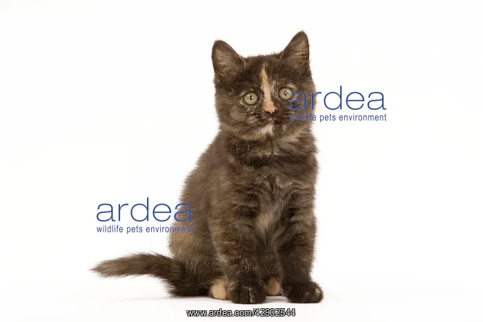  : Cat - British Shorthair - 8 week old kitten