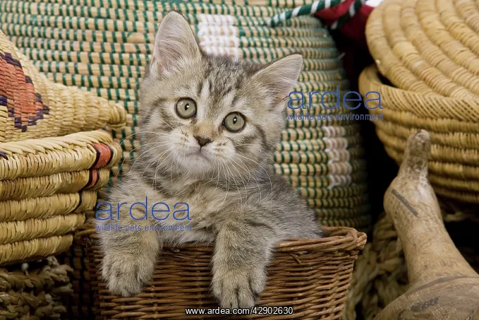 : Cat - British Shorthair - 8 week old kitten in basket : Cat - British Shorthair - 8 week old kitten in basket