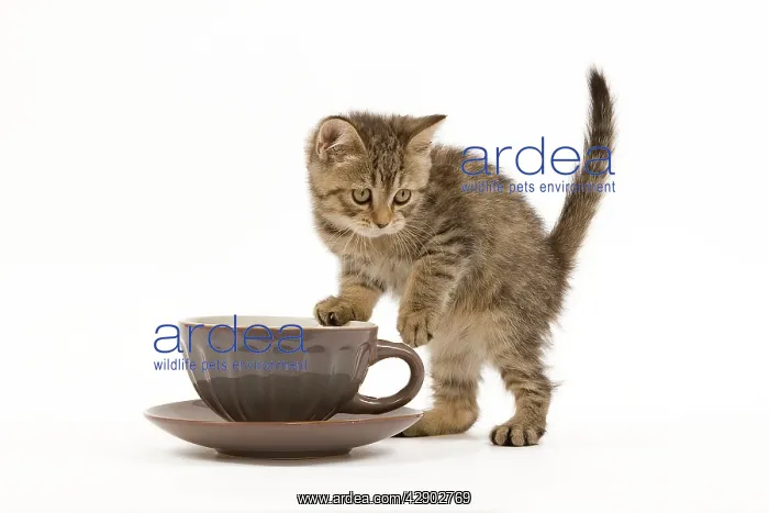 : Cat - British Shorthair - 8 week old kitten climbing : Cat - British Shorthair - 8 week old kitten climbing