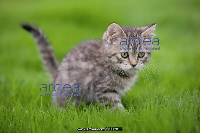 : Cat - British Shorthair - 8 week old kitten outside : Cat - British Shorthair - 8 week old kitten outside