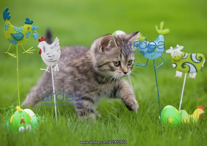  : Cat - British Shorthair - 8 week old kitten outside