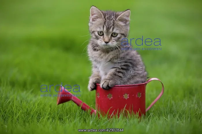 : Cat - British Shorthair - 8 week old kitten sitting : Cat - British Shorthair - 8 week old kitten sitting