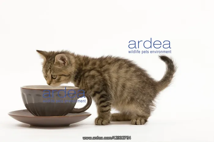 : Cat - British Shorthair - 8 week old kitten sniffing teacup : Cat - British Shorthair - 8 week old kitten sniffing teacup