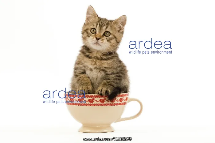 : Cat - British Shorthair - 8 week old kitten in teacup : Cat - British Shorthair - 8 week old kitten in teacup