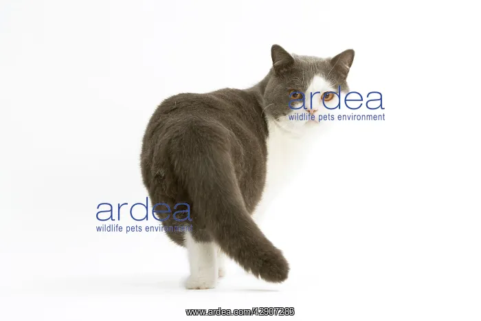  : Cat - British shorthair bicolor white and blue