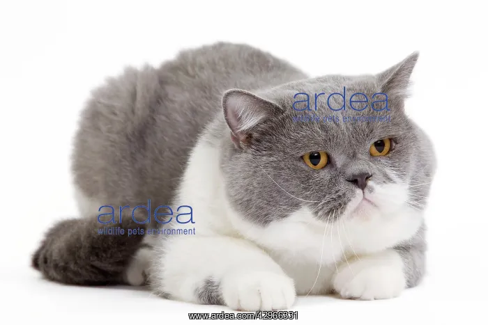 : Cat - British Shorthair Bicolor White and Blue : Cat - British Shorthair Bicolor White and Blue
