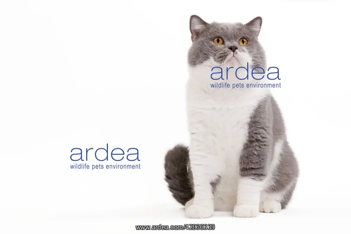 : Cat - British Shorthair Bicolor White and Blue : Cat - British Shorthair Bicolor White and Blue