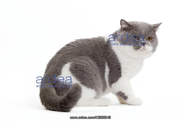 : Cat - British Shorthair Bicolor White and Blue : Cat - British Shorthair Bicolor White and Blue