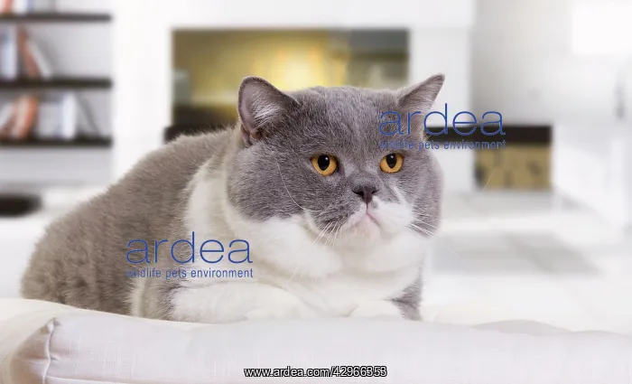 : Cat - British Shorthair Bicolor White and Blue : Cat - British Shorthair Bicolor White and Blue