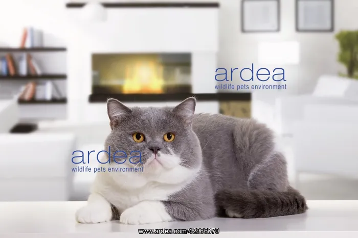 : Cat - British Shorthair Bicolor White and Blue : Cat - British Shorthair Bicolor White and Blue