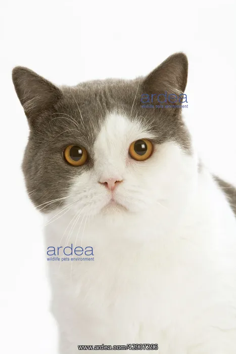 : Cat - British shorthair bicolor white and blue in studio : Cat - British shorthair bicolor white and blue in studio
