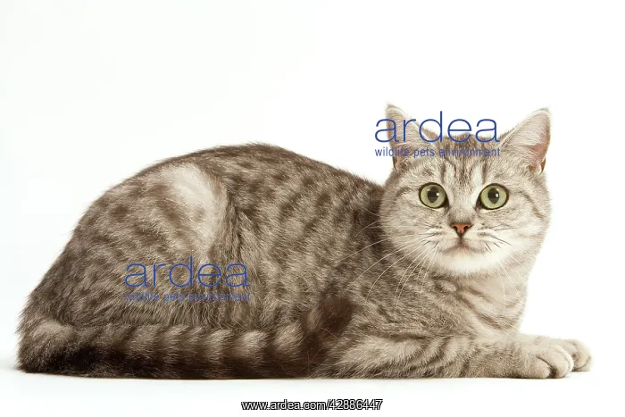: Cat - British Shorthair, Black Silver Blotched Tabby : Cat - British Shorthair, Black Silver Blotched Tabby