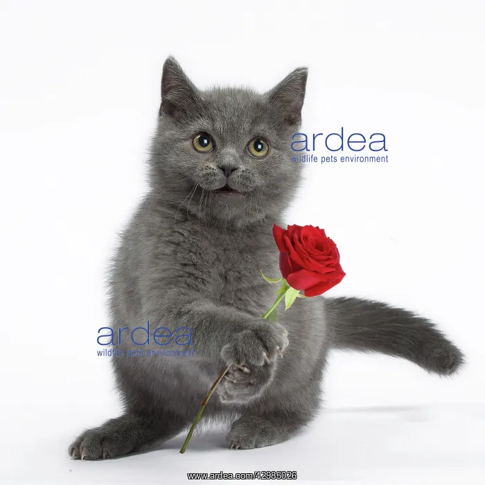 : Cat - British Shorthair Blue kitten holding red rose : Cat - British Shorthair Blue kitten holding red rose