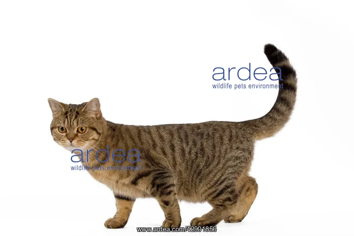  : Cat - British Shorthair Brown Tabby - in studio
