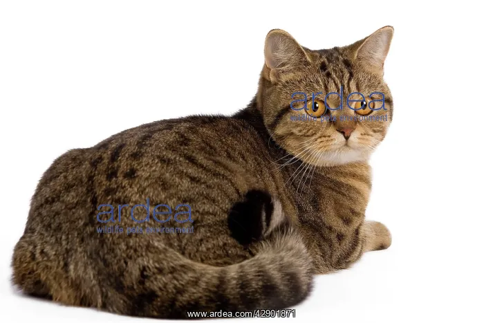 : Cat - British Shorthair Brown Tabby - in studio : Cat - British Shorthair Brown Tabby - in studio