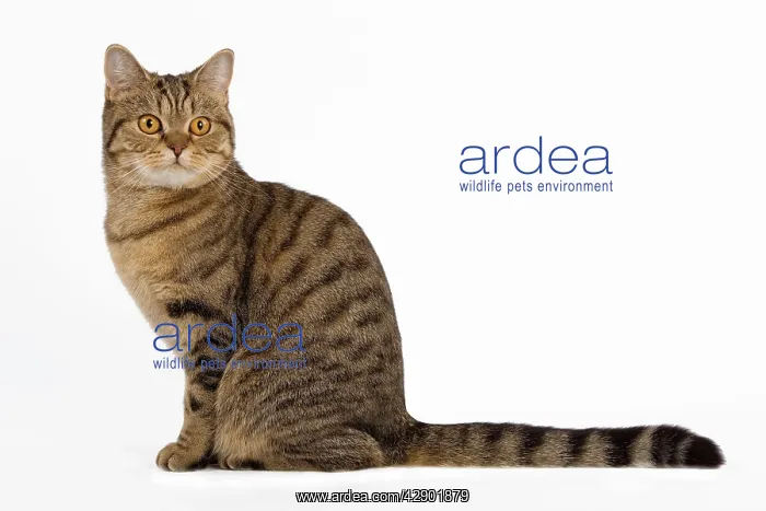 : Cat - British Shorthair Brown Tabby - in studio : Cat - British Shorthair Brown Tabby - in studio