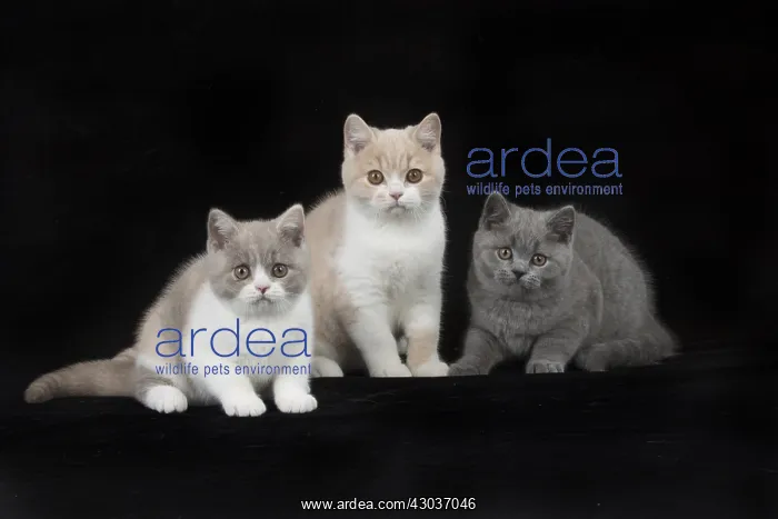 : CAT. British shorthair cats : CAT. British shorthair cats