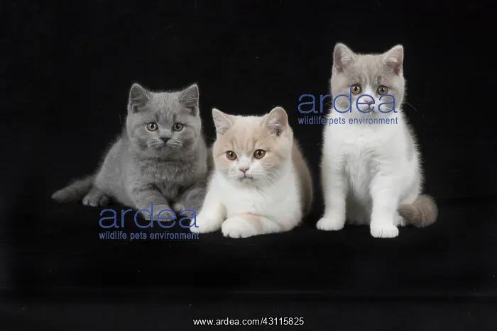 : CAT. British shorthair cats : CAT. British shorthair cats