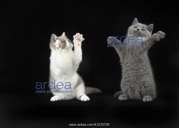 : CAT. British shorthair cats : CAT. British shorthair cats