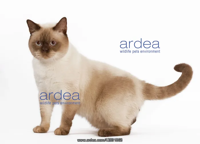 : Cat - British Shorthair Chocolate Point in studio : Cat - British Shorthair Chocolate Point in studio