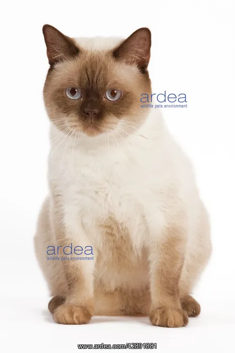 : Cat - British Shorthair Chocolate Point in studio : Cat - British Shorthair Chocolate Point in studio