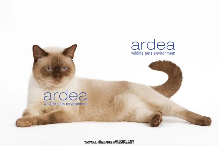 : Cat - British Shorthair Chocolate Point in studio : Cat - British Shorthair Chocolate Point in studio