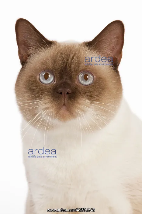 : Cat - British Shorthair Chocolate Point in studio : Cat - British Shorthair Chocolate Point in studio