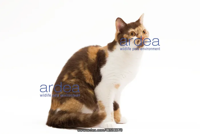 : Cat - British Shorthair Chocolate, Torite & White : Cat - British Shorthair Chocolate, Torite & White