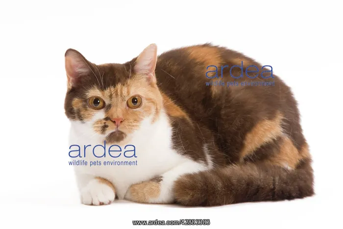 : Cat - British Shorthair Chocolate Torite & White : Cat - British Shorthair Chocolate Torite & White