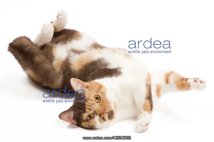 : Cat - British Shorthair Chocolate Torite & White : Cat - British Shorthair Chocolate Torite & White