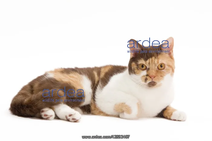 : Cat - British Shorthair Chocolate Torite & White : Cat - British Shorthair Chocolate Torite & White