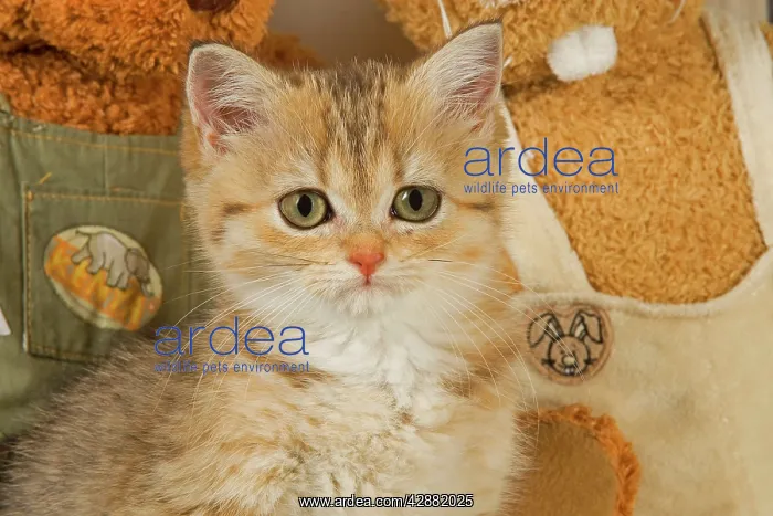  : Cat - British Shorthair kitten