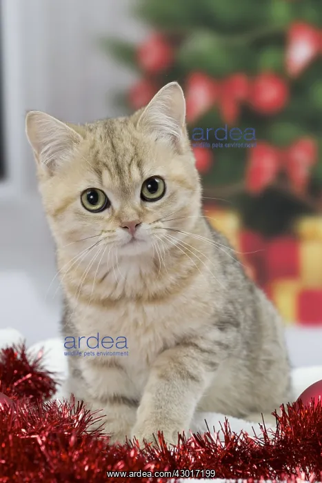 : Cat British Shorthair kitten : Cat British Shorthair kitten