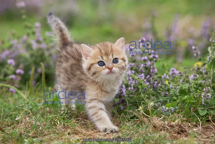  : Cat - British Shorthair kitten - 6 weeks old