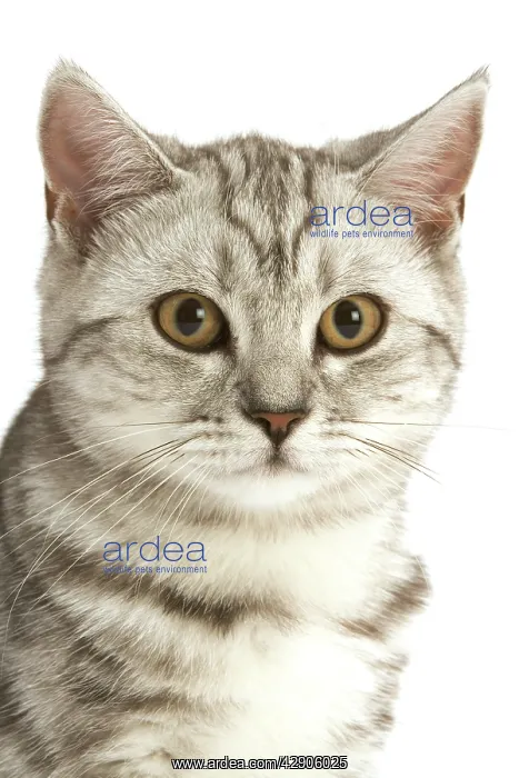 : Cat - British shorthair kitten - black silver tabby : Cat - British shorthair kitten - black silver tabby