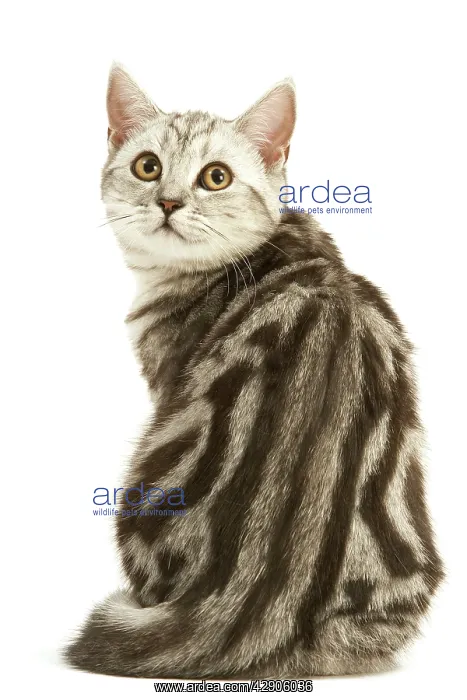 : Cat - British shorthair kitten - black silver tabby : Cat - British shorthair kitten - black silver tabby