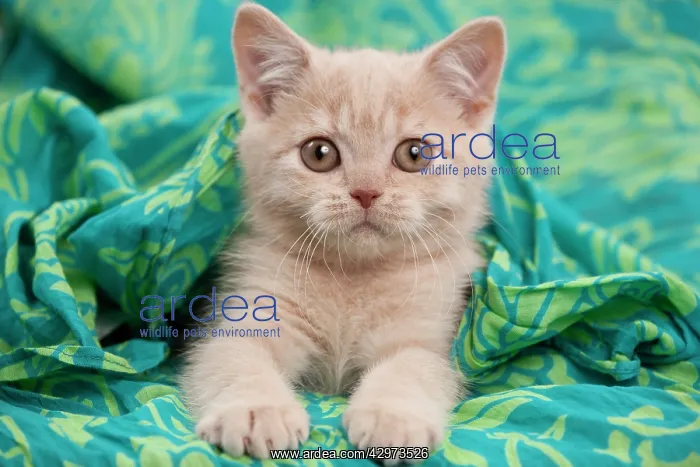 : Cat - British shorthair kitten - cream - 3 months old : Cat - British shorthair kitten - cream - 3 months old