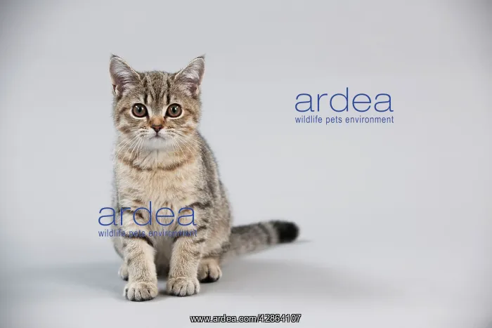 : CAT - British shorthair - kitten sitting : CAT - British shorthair - kitten sitting