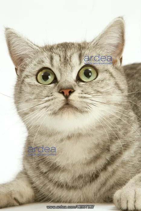  : Cat - British shorthair kitten in studio