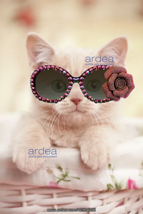: Cat - British shorthair kitten wearing sunglasses : Cat - British shorthair kitten wearing sunglasses