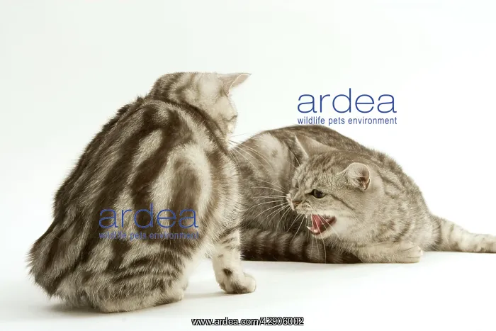  : Cat - Two British shorthair kittens in studio having
