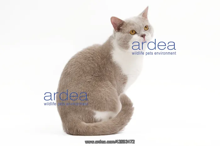 : Cat - British Shorthair Lilac & white in studio : Cat - British Shorthair Lilac & white in studio