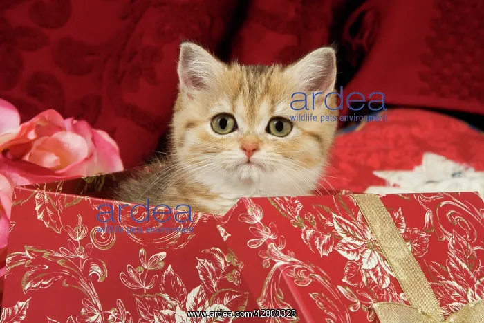 : Cat - British Shorthair - in present box : Cat - British Shorthair - in present box