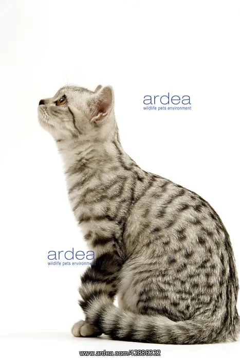 : Cat - British shorthair silver spotted kitten in studio : Cat - British shorthair silver spotted kitten in studio