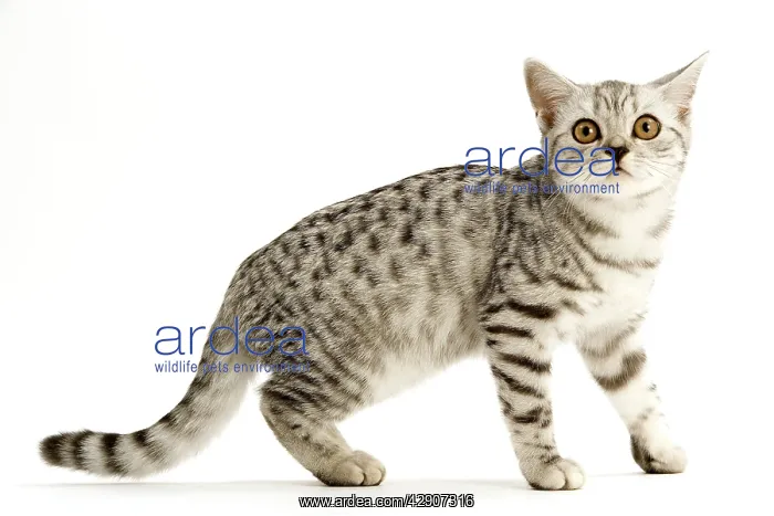  : Cat - British shorthair silver spotted kitten in studio