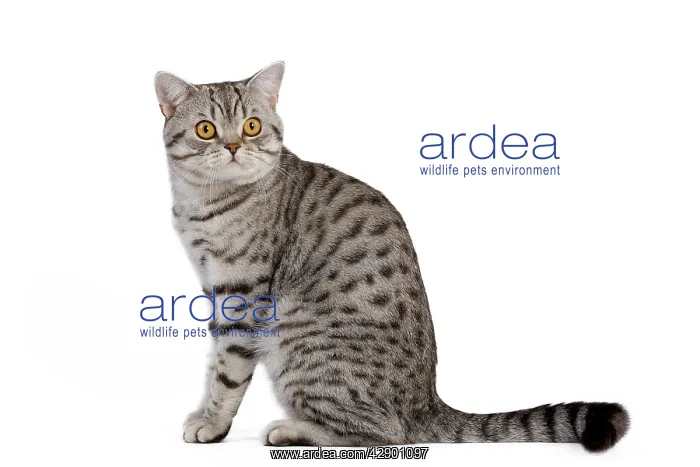 : Cat - British Shorthair Silver Spotted - in studio : Cat - British Shorthair Silver Spotted - in studio