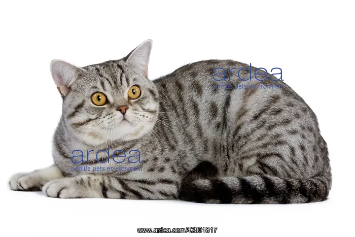 : Cat - British Shorthair Silver Spotted - in studio : Cat - British Shorthair Silver Spotted - in studio
