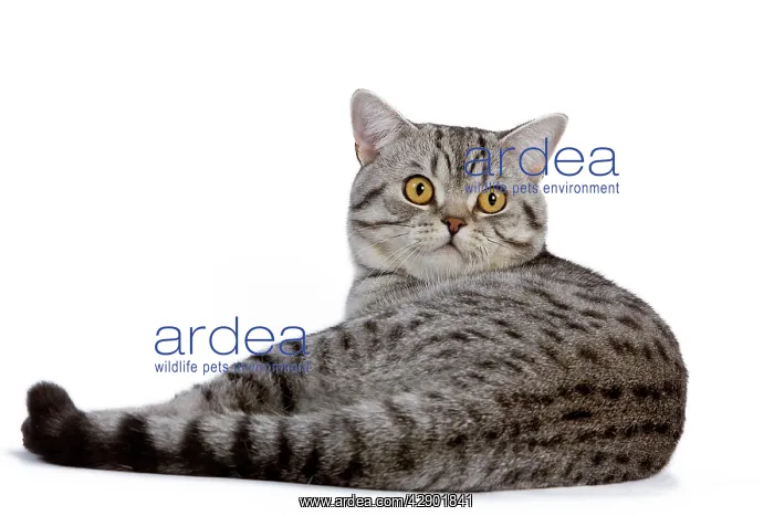  : Cat - British Shorthair Silver Spotted - in studio