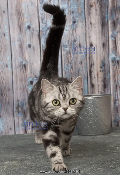  : Cat British Shorthair Silver Tabby